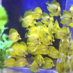 Yellow tangs bred in captivity prepare to make their debut